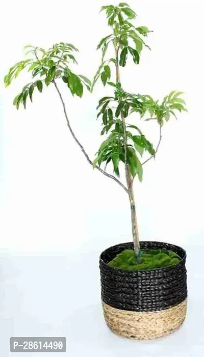 Platone Litchi Plant Litchi Plant-thumb0