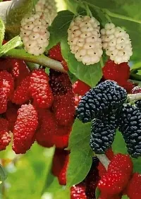 Platone ShahtootMulberry Plant imported Mulberry plant-444-thumb1