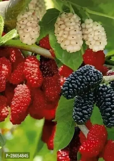 Platone ShahtootMulberry Plant imported Mulberry plant-444-thumb2