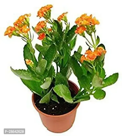 Platone Kalanchoe Plant Kalanchoe_3-thumb0