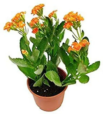 Hot Selling Plant & Planters 