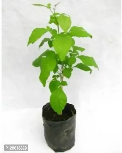 Platone Bel Plant Bel PATTRA PLANT LIVE WITH POT1234