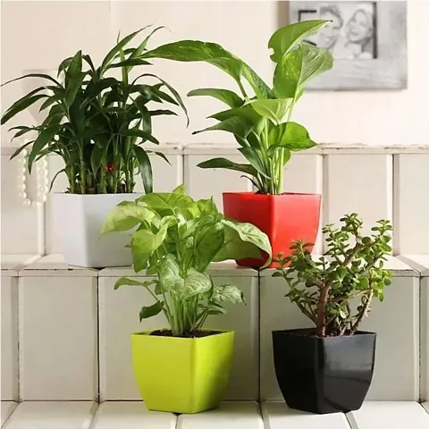 Hot Selling Plant & Planters 