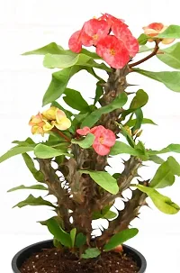 Platone Portulaca Plant PLants 53-thumb2