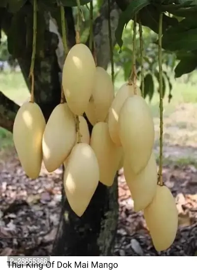 Platone Mango Plant thai king of dok mango plant 1-thumb0