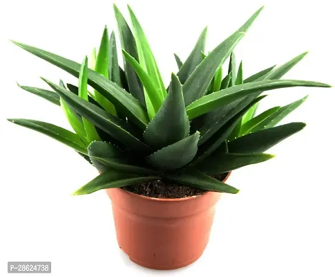 Platone Aloe Vera Plant Aloe Vera Live PlantCF07