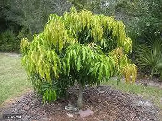 Platone Mango Plant Plant Garden Rare Mango Fruit 1 Grafted - Variety : Moovandan All Season (1 Healthy Fruit Plant)