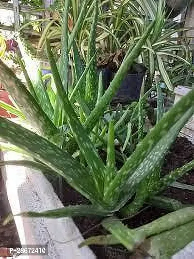 Platone Aloe Vera Plant Aloe Vera Plant 103