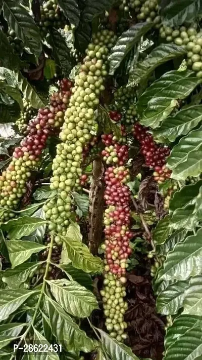 Platone Coffee Plant Coffee Plant