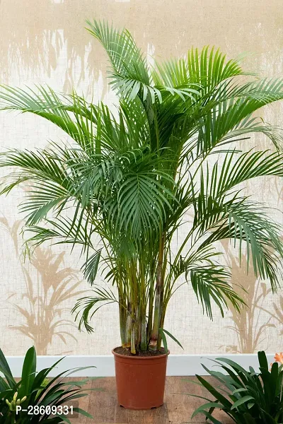 Platone Areca Palm Indoor Areca Plam plants-thumb0