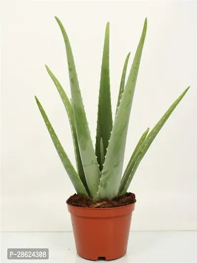 Platone Aloe Vera Plant Aloe Vera Plant CF00034