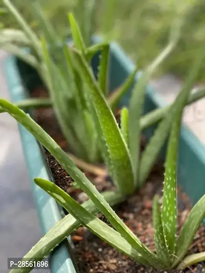 Platone Aloe Vera Plant Aloe Vera Live Plant Pack of 2 CF-thumb0