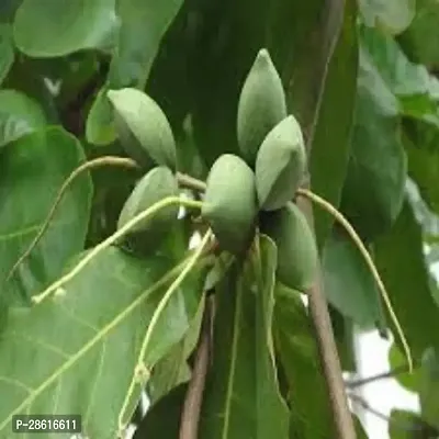 Platone Almond Plant Terminalia catappa, indian almond 4 month old sapling plants