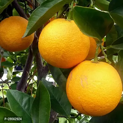 Platone Orange Plant ORANGE SWEET LEMON PLANTS-thumb2