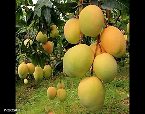 Platone Mango Plant MANGO_JAPANESE_VARIETY_035-thumb0