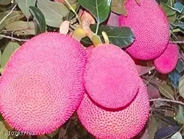 Platone Jackfruit Plant Red jack fruit tree-thumb1