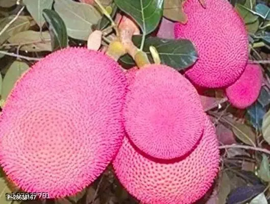 Platone Jackfruit Plant Red jack fruit tree-thumb2