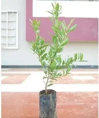 Platone Pomegranate Plant Pomegranate Plant new-thumb1