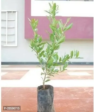 Platone Pomegranate Plant Pomegranate Plant new-thumb2