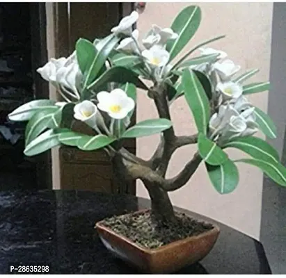 Platone Jasmine Plant ASD-PLS-248