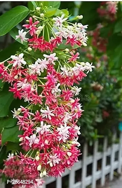 Platone MadhumaltiRangoon Creeper The Rangoon creeper madhumalti vine Plant