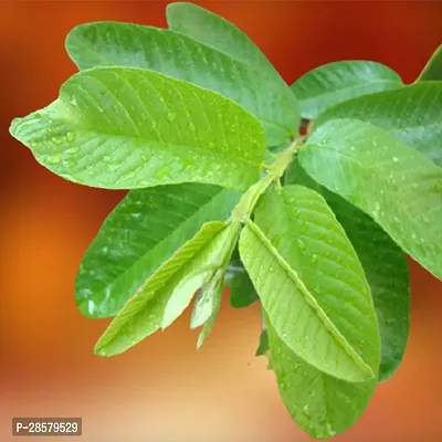 Platone Guava Plant Plants 31-thumb2