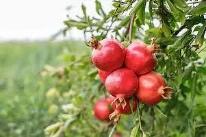 Platone Pomegranate Plant BEDANA PLANT DC-thumb1