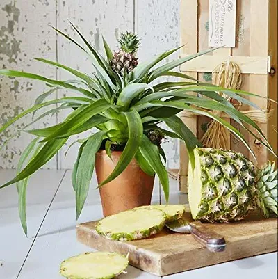 New Arrival Plant & Planters 