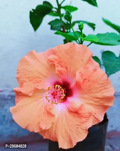 Platone Hibiscus Plant Hibiscus Hybrid Live Flower Plant Disha-90084