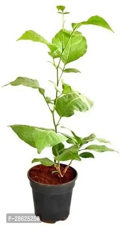 Platone Bel Plant BEL CHILD PLANT-thumb0