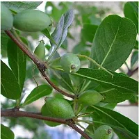 Platone Almond Plant Plants 6890-thumb1