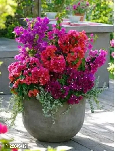 Platone Bougainvillea Plant Hybrid flowerLive Plant_43-thumb0