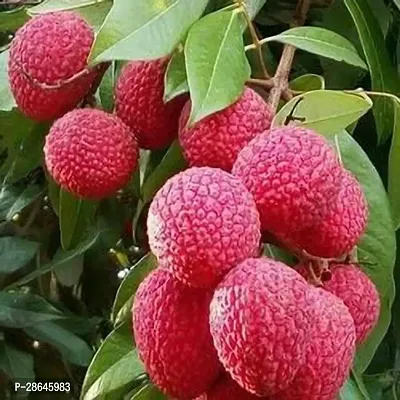 Platone Litchi Plant Litchi PlantHybrid And Grafted Plant FMN6316-thumb0