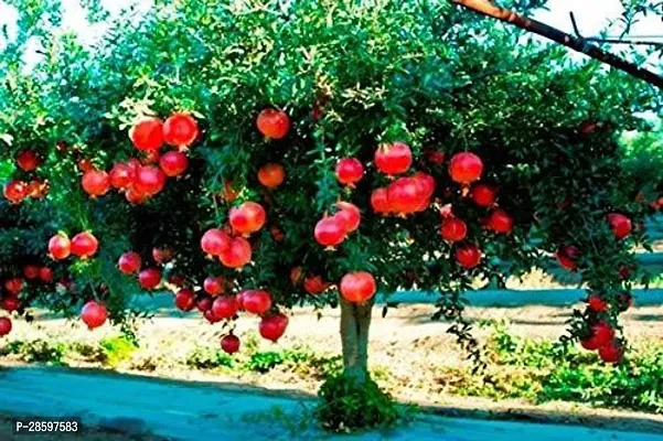 Platone Pomegranate Plant VJKBJHN121