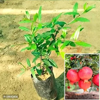 Platone Pomegranate Plant Pomegranate Plant 134-thumb0