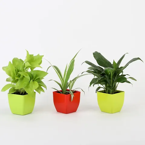 Trendy Plant & Planters 