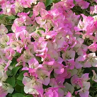 Platone Bougainvillea Plant Bougainvillea plant with pot color white (pack of 1)-thumb1