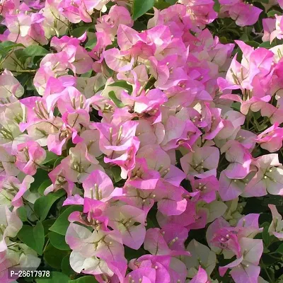 Platone Bougainvillea Plant Bougainvillea plant with pot color white (pack of 1)-thumb2