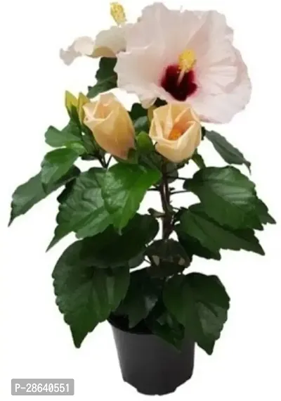 Platone Hibiscus Plant Rare Chemparathi Plant Exotic Hibiscus Yellow Pink red1 Healthy Live Plant Plant-thumb0