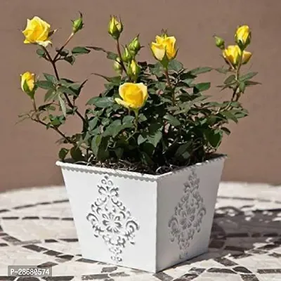 Platone Rose Plant Rose29