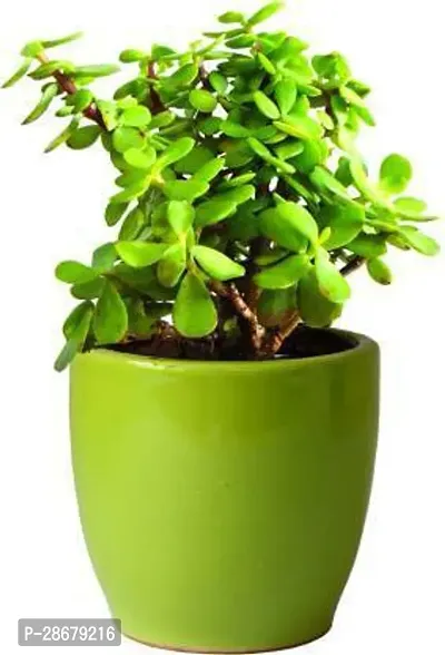 Platone Jade Plant jade plant 8042-thumb0