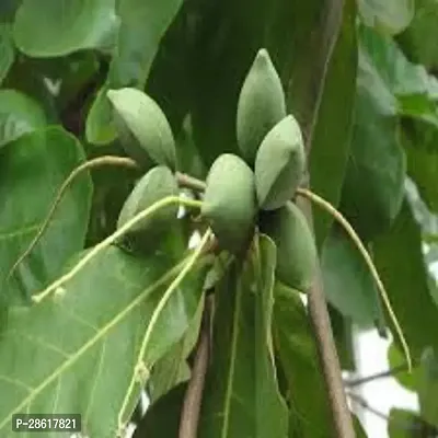 Platone Almond Plant Terminalia catappa, indian almond 4 month old sapling plants-thumb0