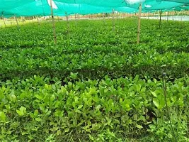 Platone Cashew Apple Plant KAJU BADAM HYBRID PLANT 45-thumb1