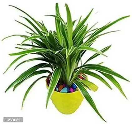 Platone Spider Plant SP-02 Spider Live Plant