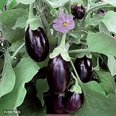 Platone Brinjal R-AC-2