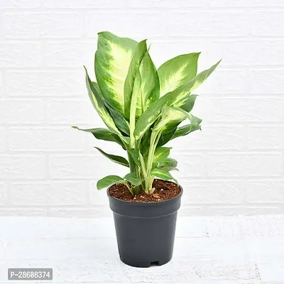 Platone Dieffenbachia Plant Plants 256