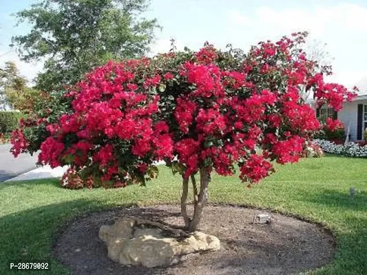 Platone Bougainvillea Plant Hybrid flowerLive Plant_66-thumb0