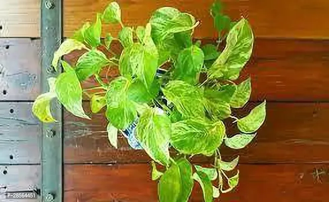 Platone Money Plant MoneyPlant M3-thumb0