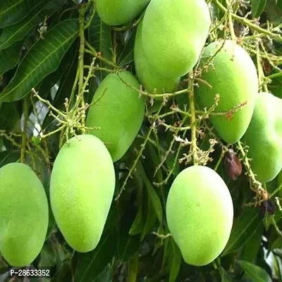 Platone Mango Plant Sweet Green Mango(Kaccha Mitha Aam) Live Grafted Plant-thumb0