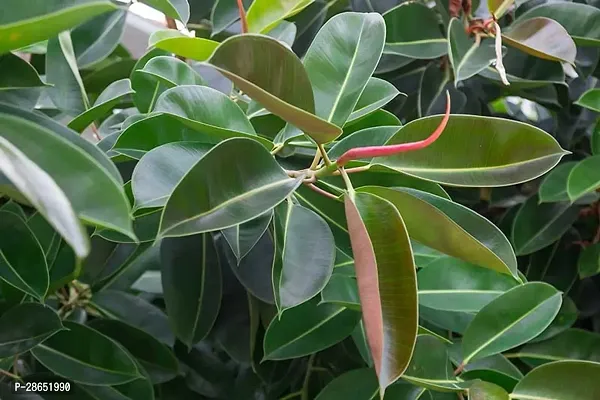 Platone Rubber Tree Rubber Plant BB1